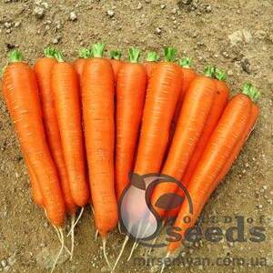 Морковь Лагуна 100 000н F1 (1,6-1,8мм) Нунемс