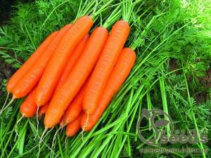 Морковь Лагуна 25 000н F1 (2,0-2,2мм) Нунемс