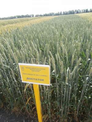 Пшеница Обилие (озимая, протравленная), кг