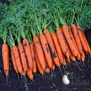 Морковь Бангор F1 (1,8-2мм) 100 000н Бейо