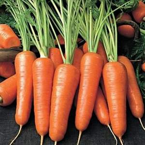 Морковь Нью Курода (1,8-2) 500г Азия Сид