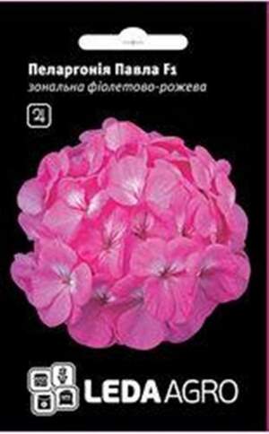 Пеларгонія Фіолетово-рожева 