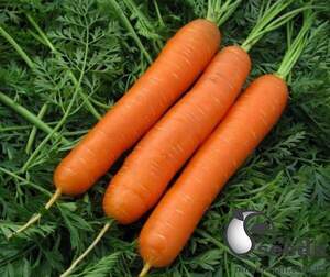 Насіння моркви 