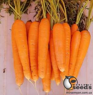 Насіння моркви Каданс F1 (1,8-2 мм) 100000 сем. Нунемс (Nunhems)