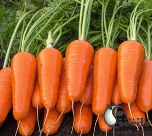 Насіння моркви Каспій F1 (1,4-1,6 мм) 100000 сем. Бейо (Bejo)