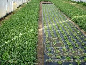 Агроволокно чёрное 50 г/кв.м (3.2*10 м) AGREEN