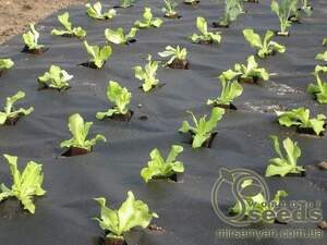 Агроволокно чёрное 50 г/кв.м (3.2*10 м) AGREEN