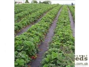 Агроволокно чёрное 50 г/кв.м (3.2*10 м) AGREEN