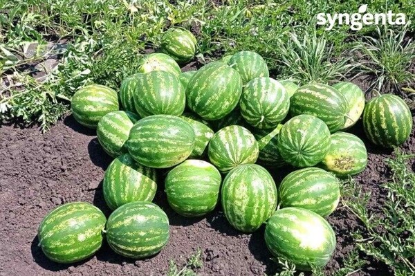 Арбуз Топган 1000 семян. (Syngenta) Арбуз Топган 1000 семян. (Syngenta)