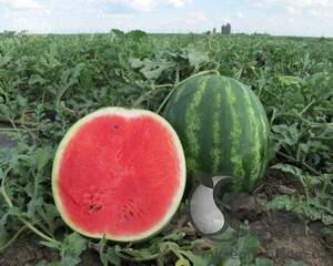 Арбуз Виктория F1 1000 семян. (Nunhems) Арбуз Виктория F1 1000 семян. (Nunhems)