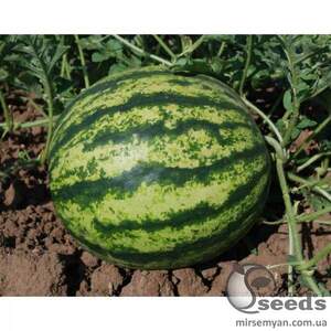 Арбуз Виктория F1 1000 семян. (Nunhems) Арбуз Виктория F1 1000 семян. (Nunhems)