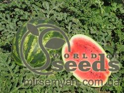 Арбуз Тамерлан F1 1000 семян. (Nunhems) Арбуз Тамерлан F1 1000 семян. (Nunhems)