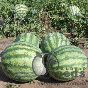 Арбуз Крисби F1 1000 семян. (Nunhems) Арбуз Крисби F1 1000 семян. (Nunhems)