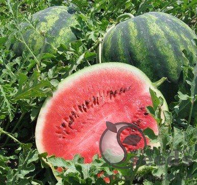 Арбуз Крисби F1 1000 семян. (Nunhems) Арбуз Крисби F1 1000 семян. (Nunhems)