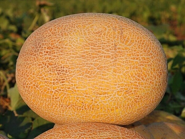 Дыня Амал F1 1000 семян. (Clause) Дыня Амал F1 1000 семян. (Clause)