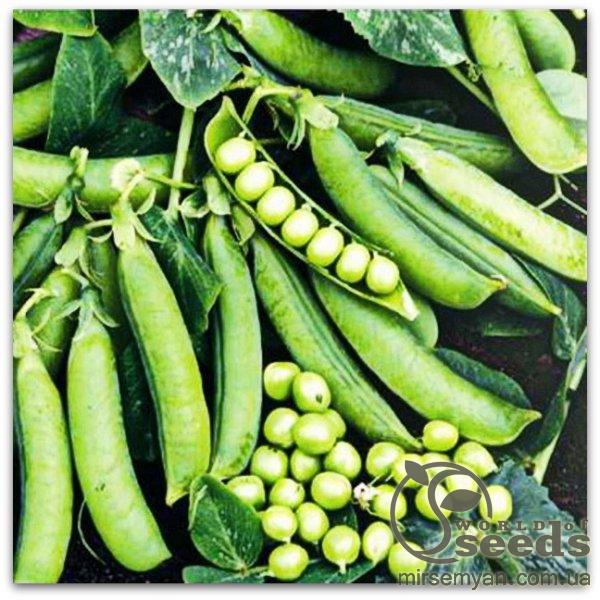 Горох Преладо 100 000 семян. (Syngenta) Горох Преладо 100 000 семян. (Syngenta)