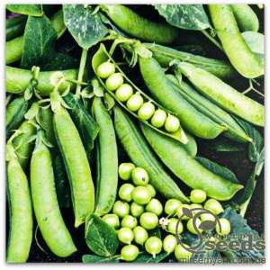 Горох Преладо 100 000 семян. (Syngenta)