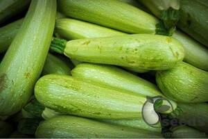 Кабачок Каризма 2500 семян. (Syngenta)