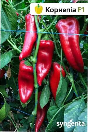 Перец  Корнелия F1 500 семян. (Syngenta)