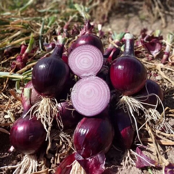 Лук Дарко 250 000 семян. (Syngenta) Лук Дарко 250 000 семян. (Syngenta)