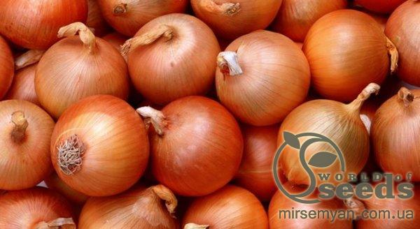 Лук Дайтона F1 250 000 семян. (Bejo) Лук Дайтона F1 250 000 семян. (Bejo)