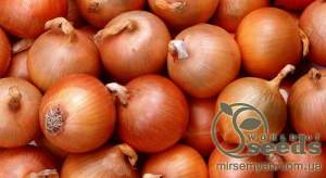 Лук Дайтона F1 250 000 семян.  (Bejo)