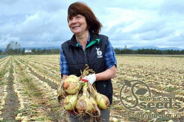 Лук Эксибишн 250 000 семян. (Bejo) Лук Эксибишн 250 000 семян. (Bejo)