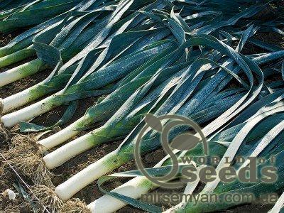 Лук порей Колумбус 10 000 семян. (Bejo) Лук порей Колумбус 10 000 семян. (Bejo)