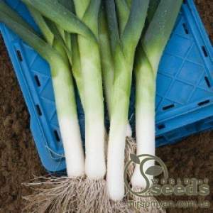 Лук порей Джампер F1 10 000 семян.  (Bejo)