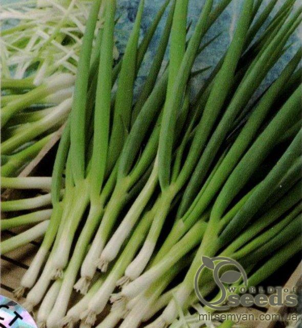 Лук Параде 250 000 семян. (Bejo) Лук Параде 250 000 семян. (Bejo)