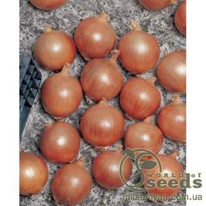 Лук Тамара F1 10 000 семян.  (Bejo) Лук Тамара F1 10 000 семян.  (Bejo)