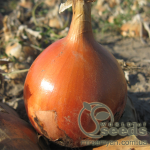 Лук Мелори (prime) F1 250 000 семян.  (Bejo)