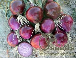 Лук Ред Булл F1 250 000 семян. (Bejo)