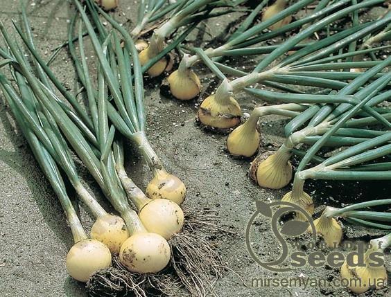 Лук Свифт 250 000 семян. (Bejo) Лук Свифт 250 000 семян. (Bejo)