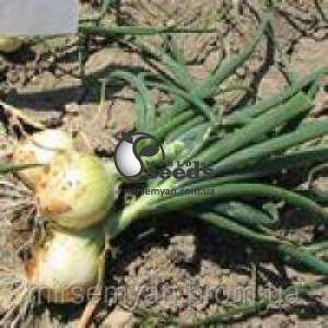 Лук Сибирь 250 000 семян. (Bejo)