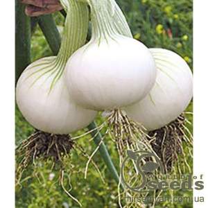 Лук Хиело 250 000 семян. (Bejo)