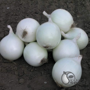 Лук Комета F1 100 000 семян. (Nunhems)