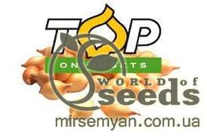 Лук севок озимый Сеншуй Йелоу/ Senshuy Yelloy 1кг Netherlands Лук севок озимый Сеншуй Йелоу/ Senshuy Yelloy 1кг Netherlands