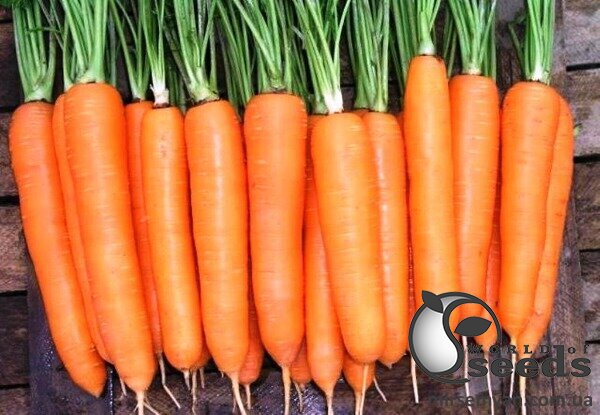 Морковь Дордонь F1 (1,6-1,8мм) 100 000 семян. (Nunhems) Морковь Дордонь F1 (1,6-1,8мм) 100 000 семян. (Nunhems)