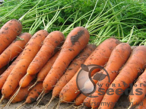 Морковь Колтан F1 (1,8-2,0мм) 100000н Нунемс