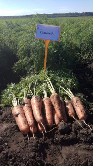 Морковь Канада F1 (1,6-1,8мм) 25 000 семян. (Bejo) Морковь Канада F1 (1,6-1,8мм) 25 000 семян. (Bejo)