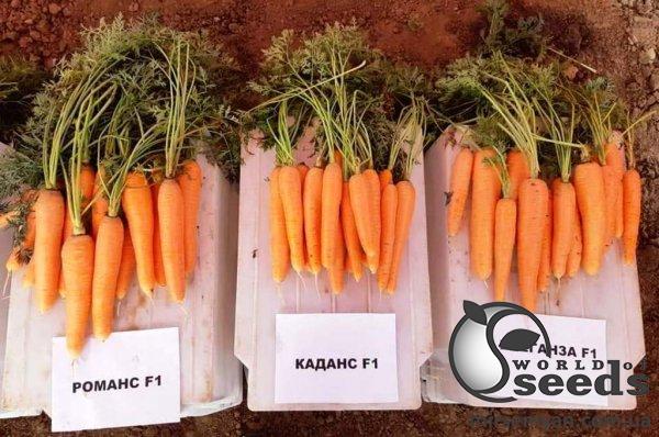 Морковь Романс (1,8-2,0мм) F1 100 000 семян. (Nunhems) Морковь Романс (1,8-2,0мм) F1 100 000 семян. (Nunhems)
