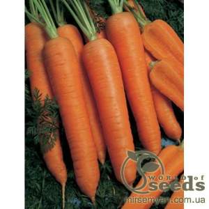 Морковь Наполи F1 (1,6-1,8мм) 25 000н Бейо