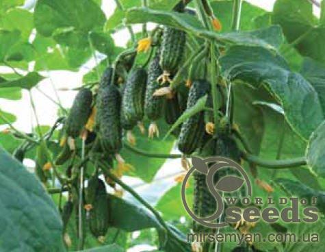 Огурец Эколь 500 семян. (Syngenta) Огурец Эколь 500 семян. (Syngenta)
