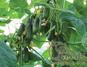 Огурец Эколь 500 семян. (Syngenta)