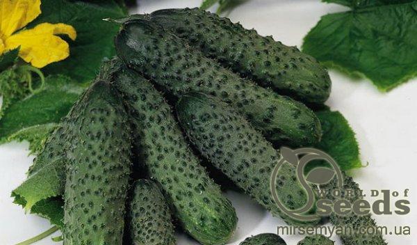 Огурец Пасалимо 500 семян. (Syngenta) Огурец Пасалимо 500 семян. (Syngenta)