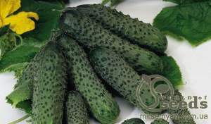Огурец Пасалимо 500 семян. (Syngenta)