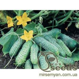 Огурец Пасамонте 500 семян. (Syngenta)