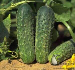 Огурец Аякс F1 1000 семян. (Nunhems)