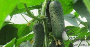 Огурец Бетина F1 500 семян. (Nunhems)